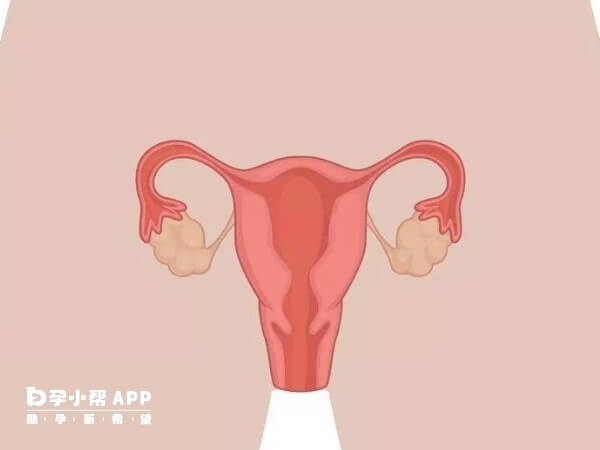 卵巢分泌激素水平正常不会提前衰老