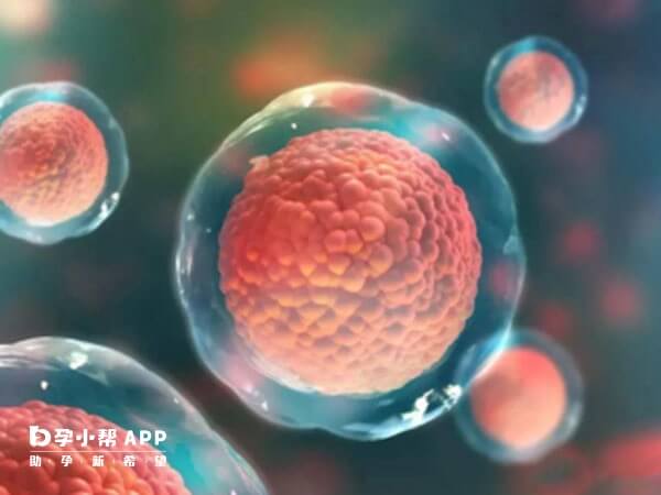 取卵手术属于日间手术