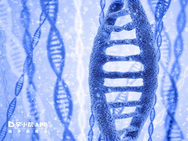 AZFb基因片段大小约3.2Mb