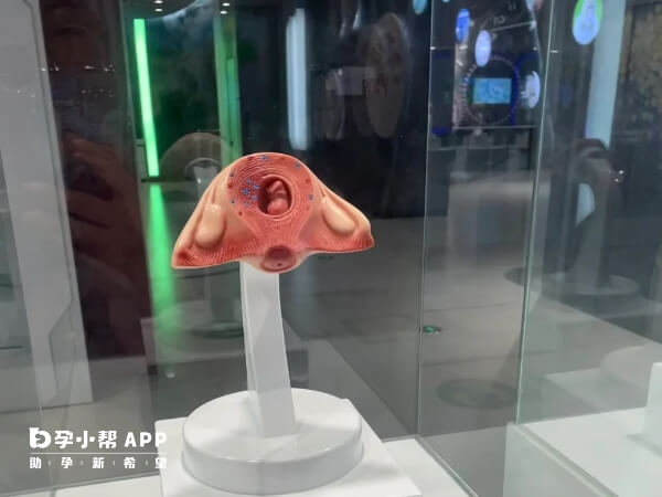 单角子宫是子宫异常发育的一种类型