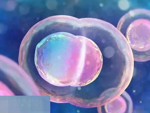 移植一个鲜胚可能会分裂成双胎