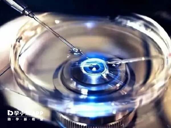 优质胚胎可能形成囊胚