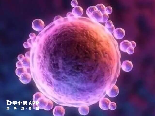 子宫内膜异位症会影响卵泡发育