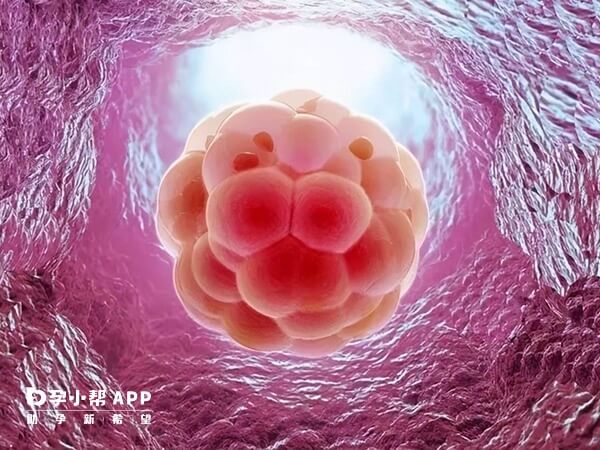 微刺激方案移植鲜胚在某些情况下是可行的