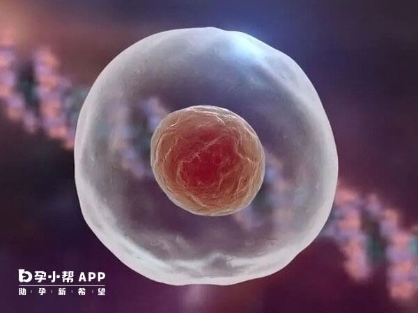 优质胚胎的复苏成功率可达90%以上