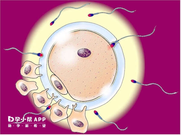 囊胚是受精后5-7天形成的胚胎