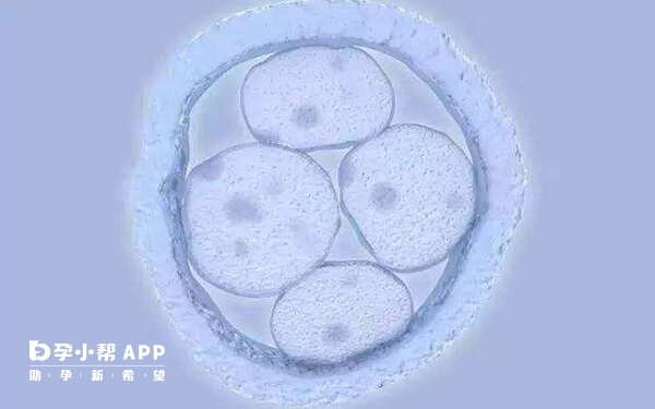 试管医生严禁通过任何方式透露胎儿性别