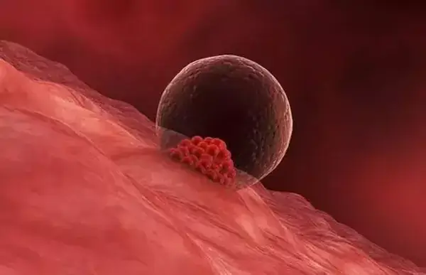 卵泡发育到一定的大小可以破裂排出