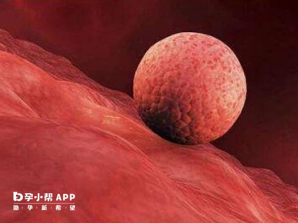 做三代试管的患者一般建议移植1个胚胎