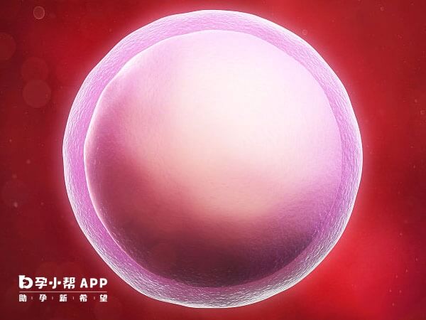 优质的卵泡呈圆形或椭圆形