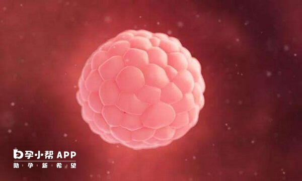 不是每个人都适合怀双胞胎