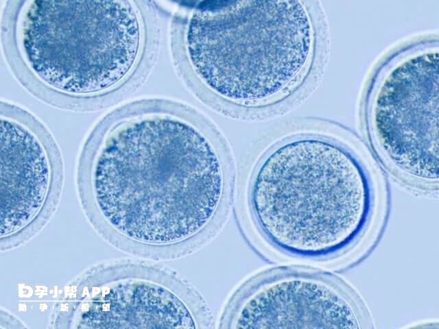 高浓度精子可能延迟卵母细胞皮质颗粒释放