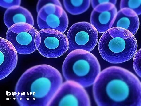 神经母细胞瘤绝大多数情况下是散发性的