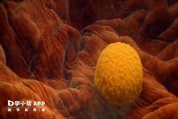 一般一级二级胚胎的成功率才高