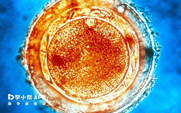 D6囊胚移植成功率受多种因素影响