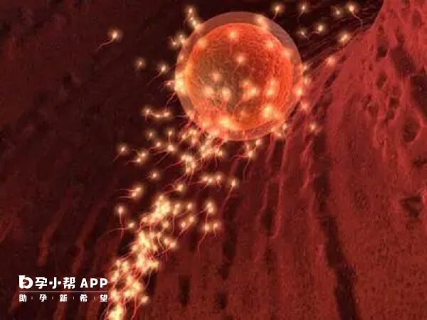 母体免疫系统可能对胚胎产生排斥反应