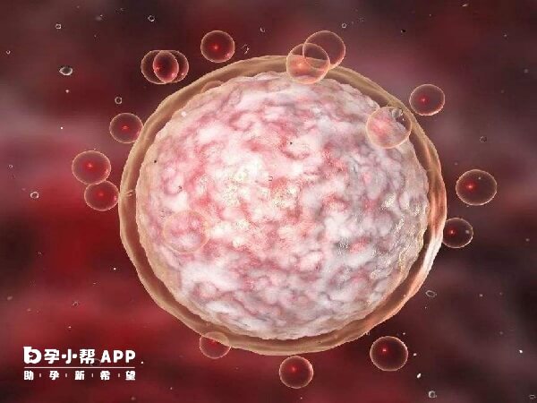 卵泡成熟后就可以取卵了