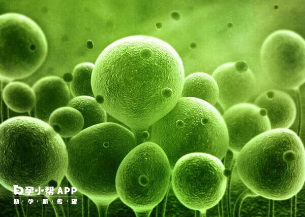 没有优势卵泡的原因