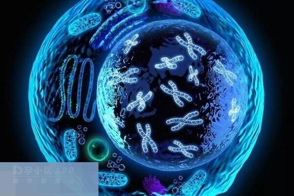 两个囊胚基本没差别