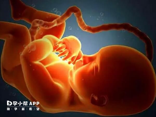 单绒毛膜双胎可能出现胎盘血管异常吻合