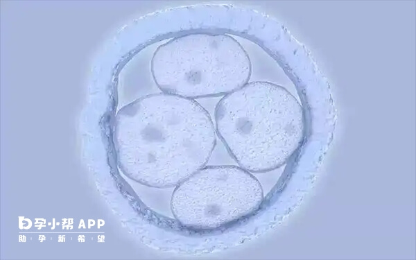 年龄是影响试管婴儿成功率中最重要的因素之一