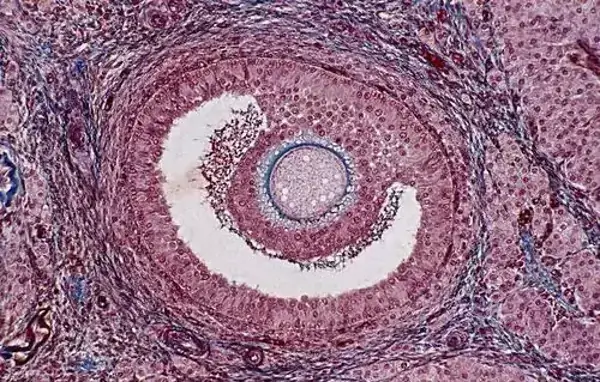 卵泡由卵子及周围细胞组成