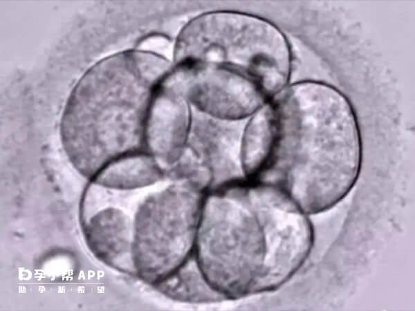 养囊失败可能是实验室环境不佳导致的