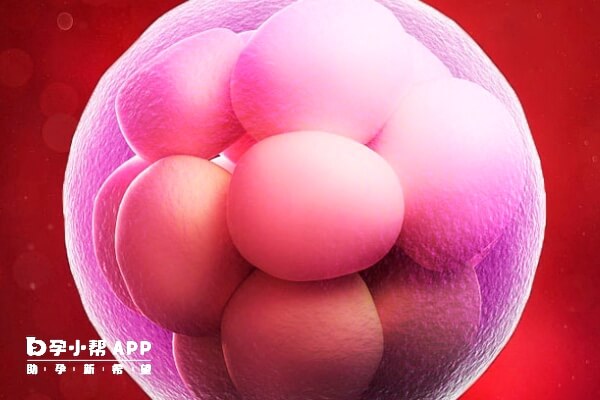 6c2囊胚很难养出囊胚