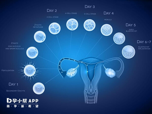 试管婴儿是一个较长的治疗周期