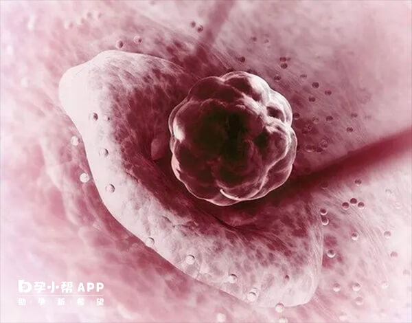 胚胎移植后短期内处于适应子宫环境阶段