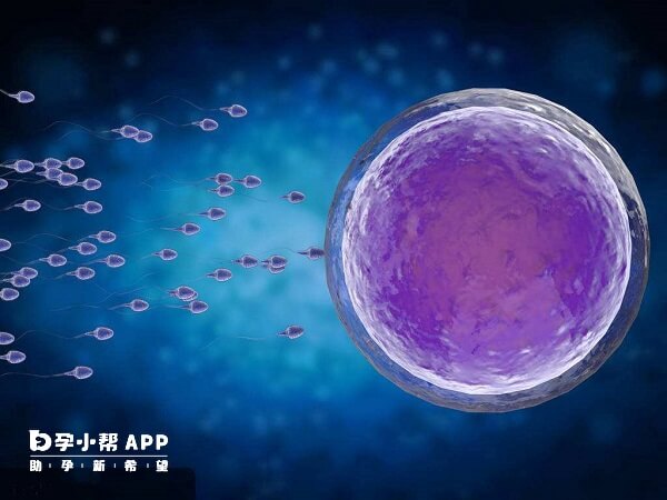 卵泡监测是备孕前必做检查之一