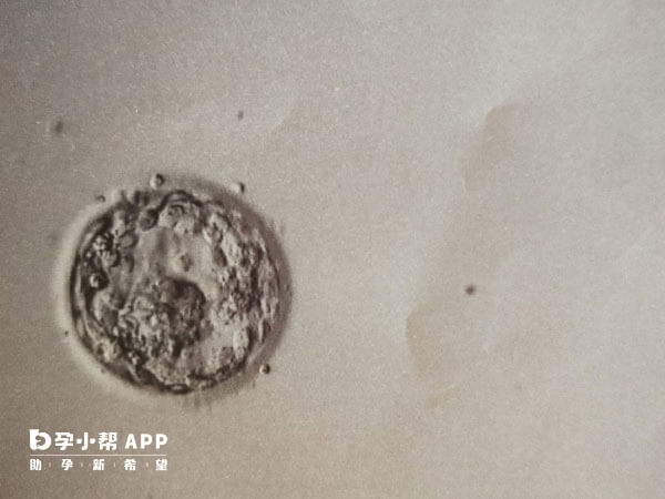 D5囊胚的优质比例通常更高