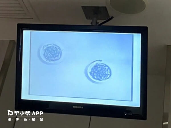 4BC囊胚的临床妊娠率约为39%-55%