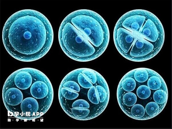 7细胞1级胚胎还不错