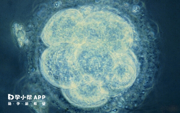 10C2表示第3天有10个细胞的2级胚胎