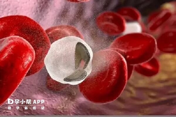 胚胎移植第三天出血是比较常见的