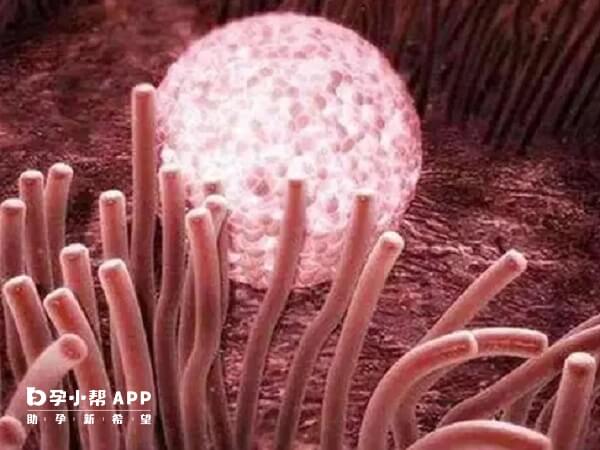 C型内膜表现为均质高回声