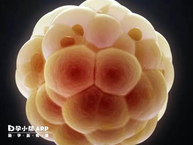 始基子宫不影响寿命