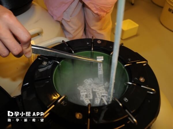 试管婴儿融合胚胎是一种特殊的胚胎形态