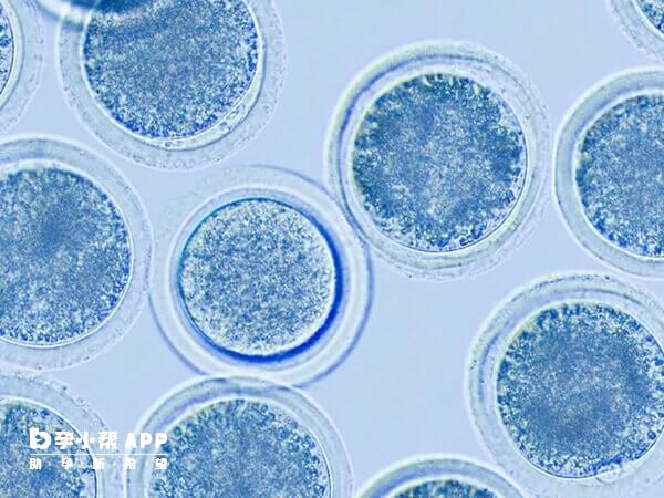试管攒胚胎是为了提高着床率