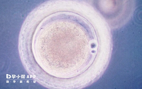想要养囊成功还需要实验室的氧气平衡