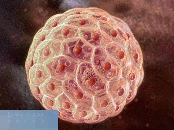 冻囊胚这事儿开销可不小