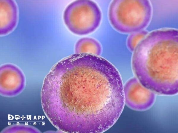 促排后多个卵泡通常会在相近时间段排卵