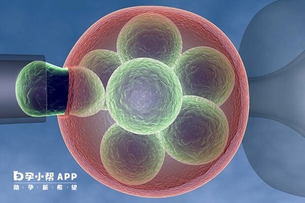 胚胎10c2和8c2都是第三天的胚胎