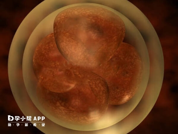 胚胎722是体外发育第三天的胚胎
