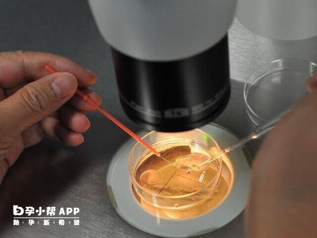 桑葚胚胎介于卵裂期胚胎和囊胚之间的胚胎