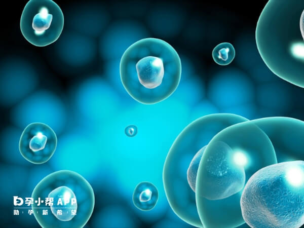 四级胚胎移植成功率可能在30%-60%不等