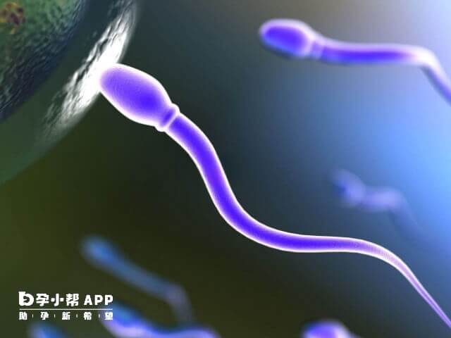 Fertimale是改善备孕男性精子问题的保健性产品