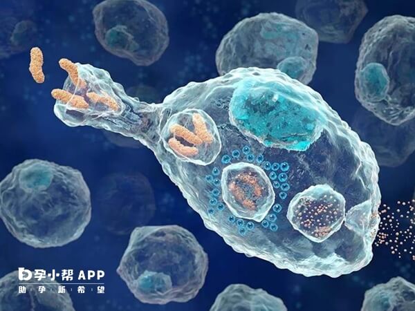 NK细胞是人体先天免疫系统的重要组成部分