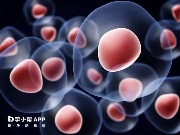 取卵前后最为典型的表现为卵巢过度刺激